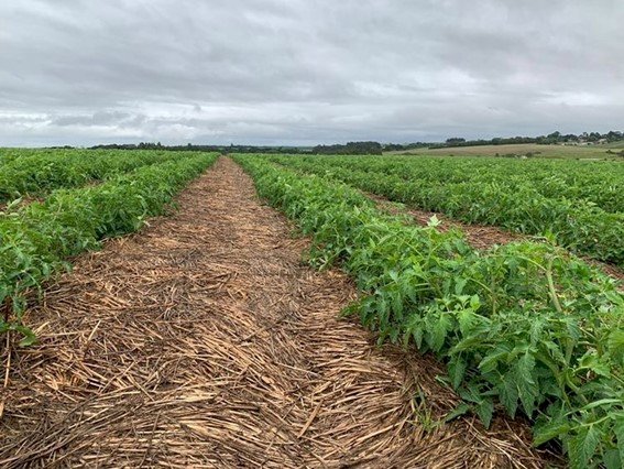 Sistema Plantio Direto: o ativo produtivo do solo