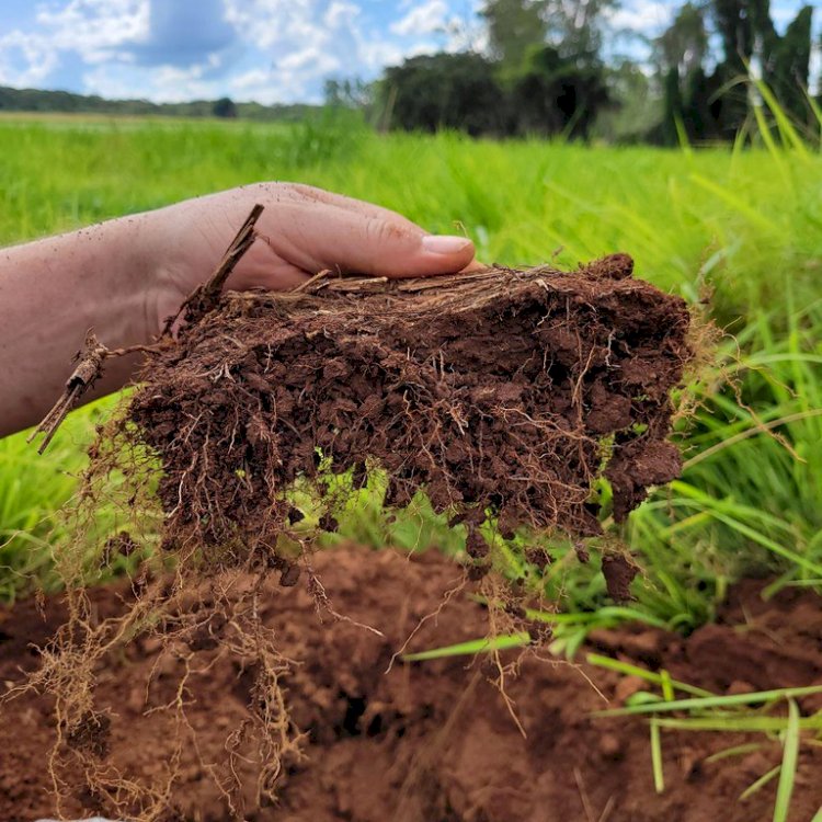 Ciência do Solo: a base invisível da sustentabilidade da agricultura brasileira 