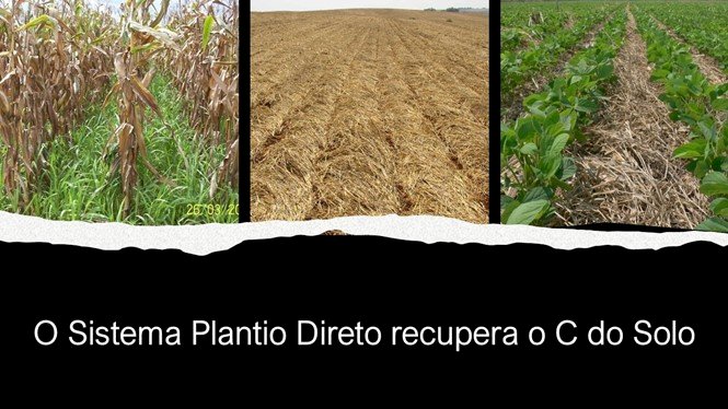 Sistema Plantio Direto recupera o estoque de carbono do solo