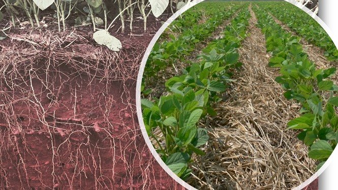 Sistema Plantio Direto promove emissões liquidas zero e negativas