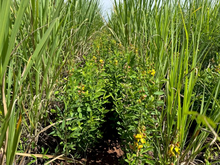 IAC lança disciplina pioneira para integrar agricultura conservacionista e regenerativa
