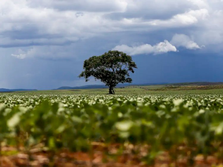 Expandir o cultivo de cana, milho e soja em terras degradadas pode triplicar produção de bioenergia no Brasil