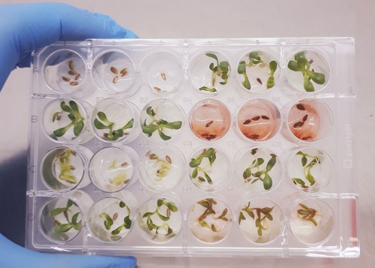 Pesquisadores identificam substância inédita e promissora para o desenvolvimento de novos bioinsumos