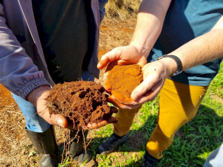 Solo saudável: o grande trabalhador da agricultura brasileira