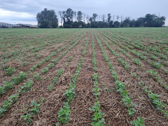 Necessidades qualitativas do Sistema Plantio Direto