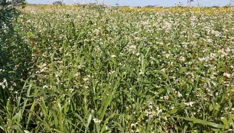 Por que as plantas de cobertura são pouco utilizadas?