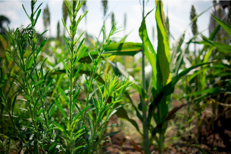 Plantas daninhas resistentes aparecem com a expansão das lavouras