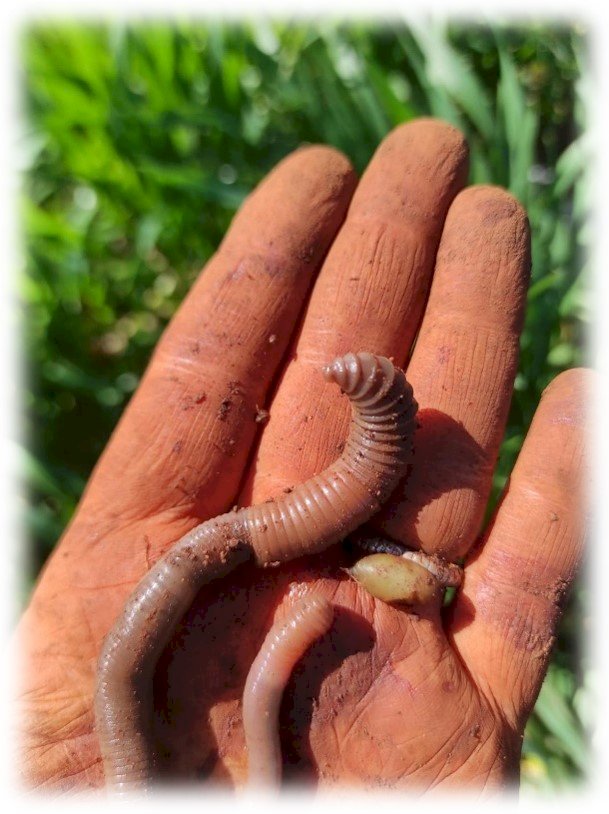 Sete novas minhocas nativas do Brasil são aliadas invisíveis da agricultura sustentável