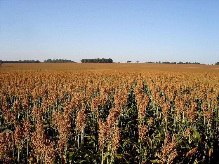 Sorgo se consolida como cultura estratégica no Maranhão e no Oeste da Bahia