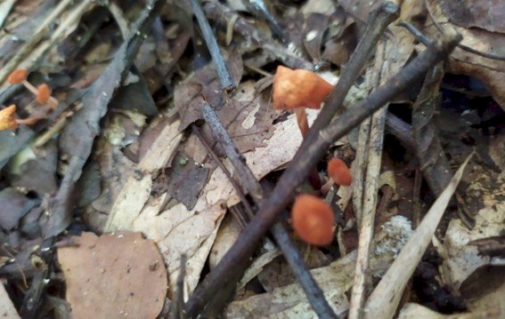 Manejo da biodiversidade funcional no Sistema Plantio Direto