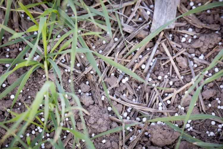 Solo coberto, planta bem nutrida: o que o calor faz com o nitrogênio na lavoura