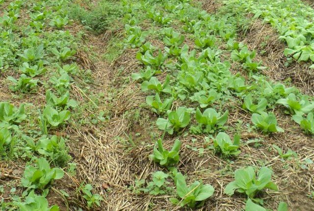 Por que promover sistemas integrados não convencionais?