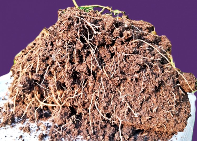 Estrutura ecológica da agregação no Sistema Plantio Direto