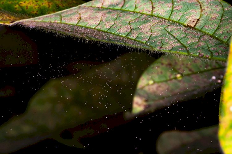 Clima e falhas em manejo explicam aumento da incidência de ferrugem da soja no Paraná