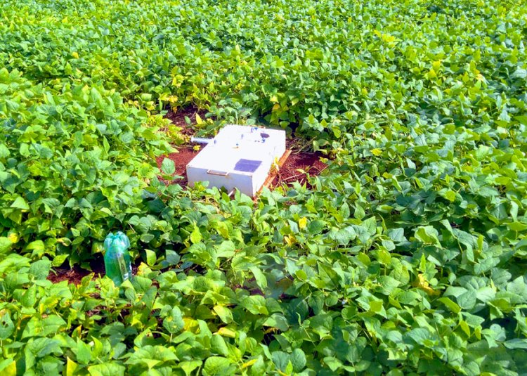 Fixação Biológica de Nitrogênio reduz pela metade emissão de óxido nitroso em lavoura de feijão no Cerrado