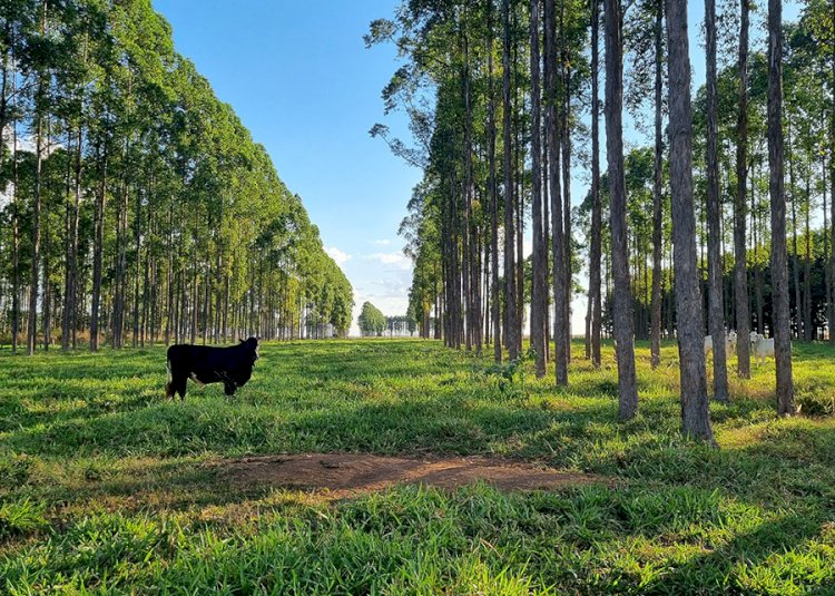 Estudo quantifica déficit de carbono associado a mudanças de uso da terra no Brasil