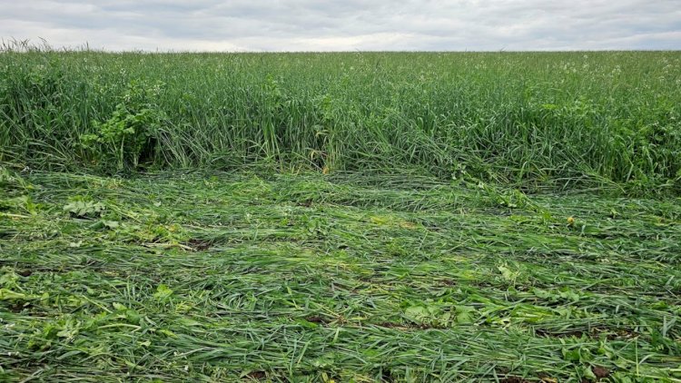 Sistema Plantio Direto como agricultura de relações