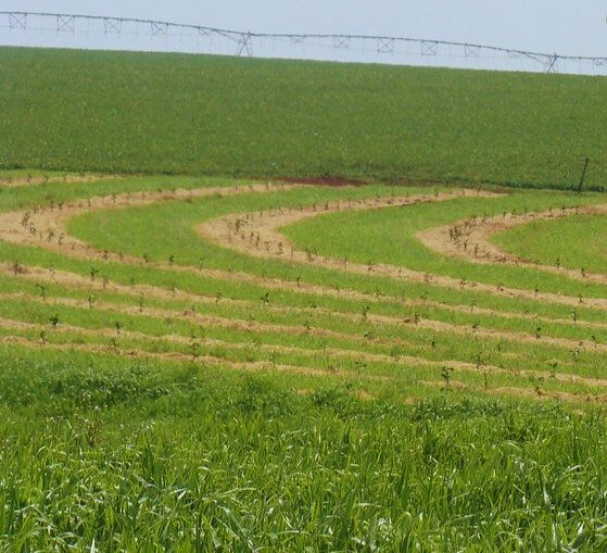 O Sistema Plantio Direto e a inteligência da paisagem