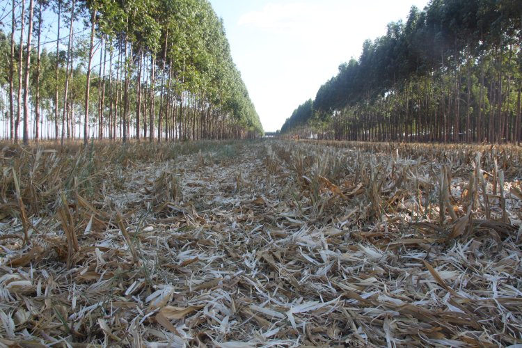 A hierarquia ética do Sistema Plantio Direto