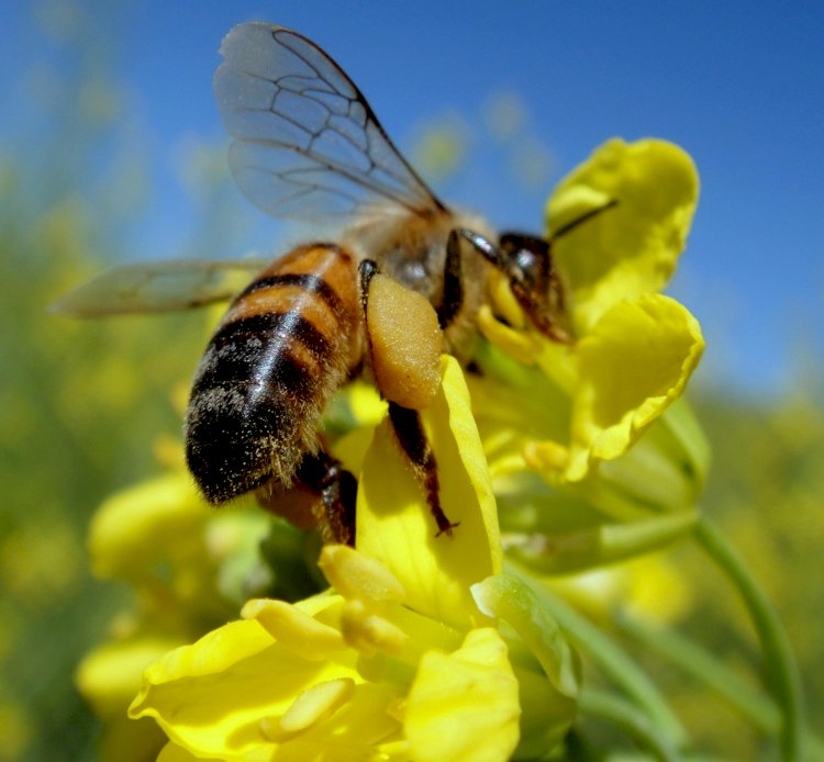Integrando sojicultura e abelhas: um processo de ganha-ganha