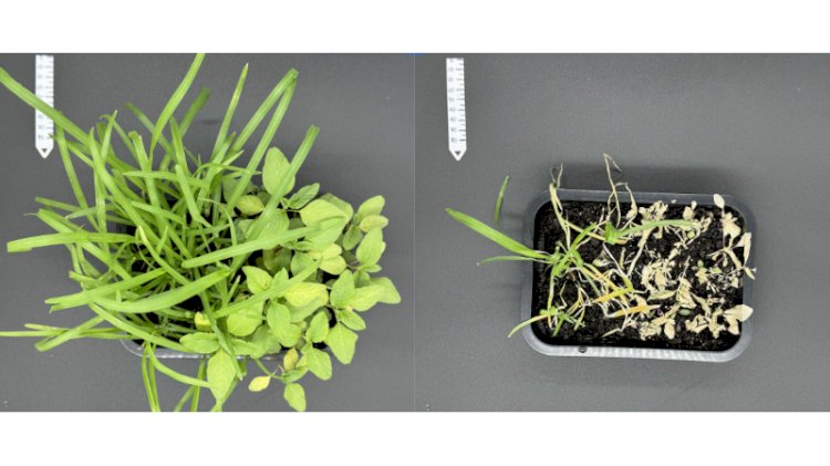 Estudo busca contribuir para o registro de pesticidas menos tóxicos e de origem natural