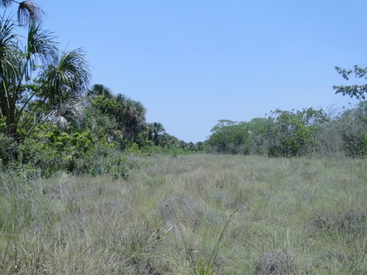 Veredas: o coração do Cerrado
