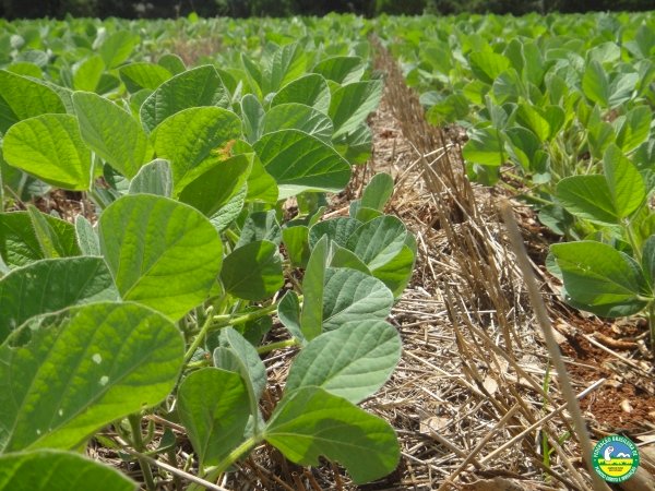 O essencial produtivo no Sistema Plantio Direto