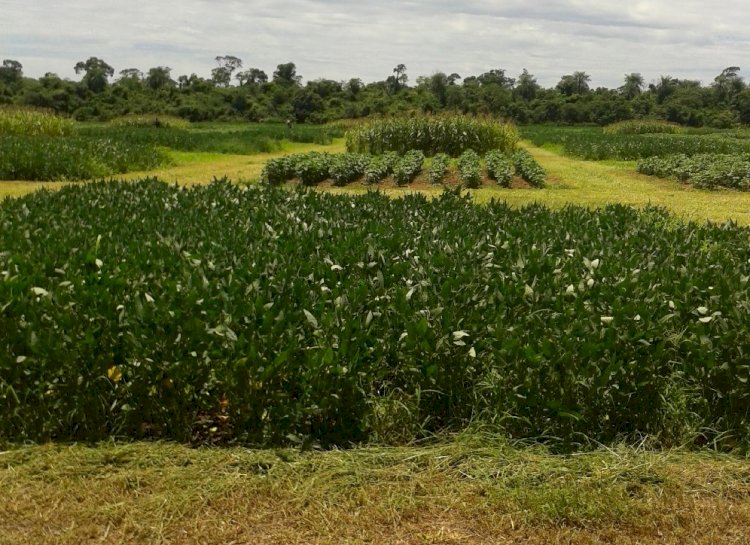 Rotação de culturas e plantas de cobertura – fundamentais para o Sistema Plantio Direto