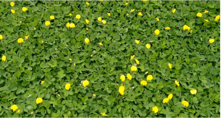 Manejo do solo no pós-colheita é decisivo para o sucesso da próxima safra e a longo prazo