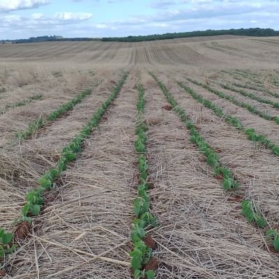 Manejo do solo garante produtividade e resiliência no campo