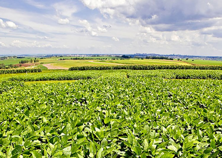 Nova soja convencional combina produtividade e controle de plantas daninhas