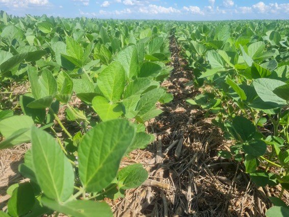 Plantio Direto como intervenção sistêmica