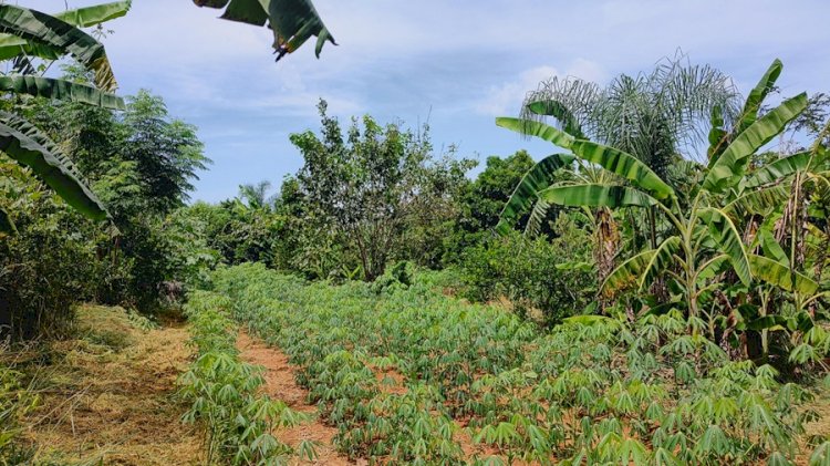 Conservar o solo é preservar a vida, a água e o futuro dos territórios