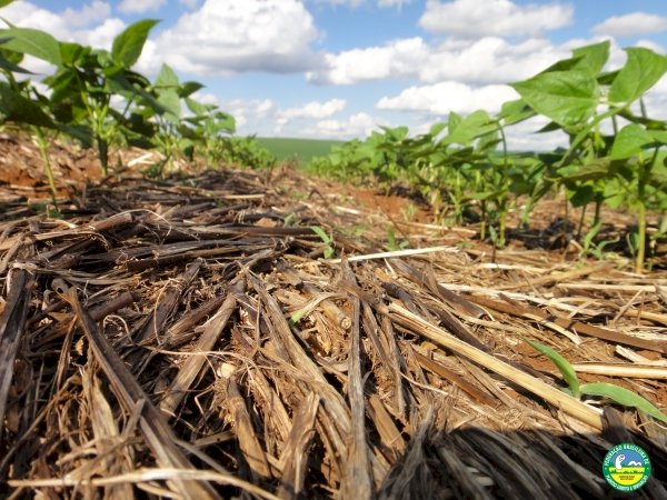 A sobriedade técnica da agricultura regenerativa no contexto do Sistema Plantio Direto