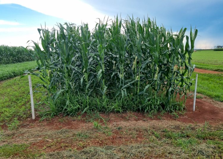 Uso de capins como braquiária aumenta produtividade da soja e melhora saúde do solo