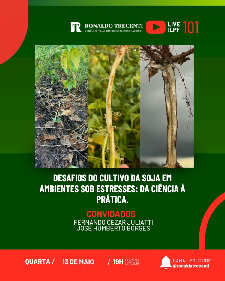 Cultivo da soja em ambientes sob estresses é tema da live desta quarta