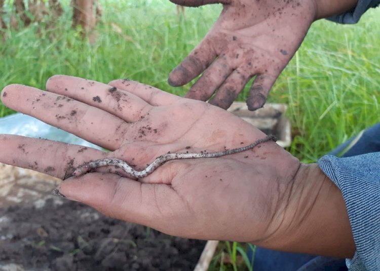 Duas novas espécies de minhocas são encontradas em sistemas integrados de produção no interior de São Paulo