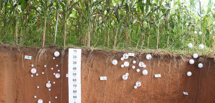 Novo modelo calcula dinâmica de carbono na agricultura tropical
