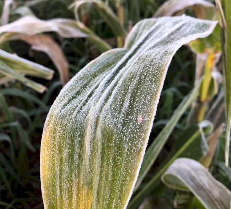 Embrapa lança projeto para antecipar e monitorar riscos climáticos na agricultura brasileira