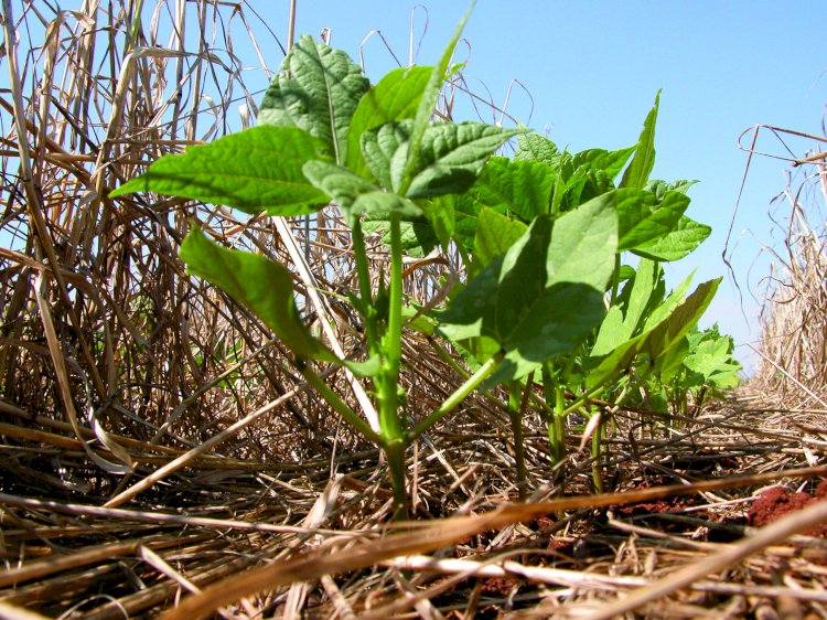 A necessária gestão de riscos na agricultura brasileira