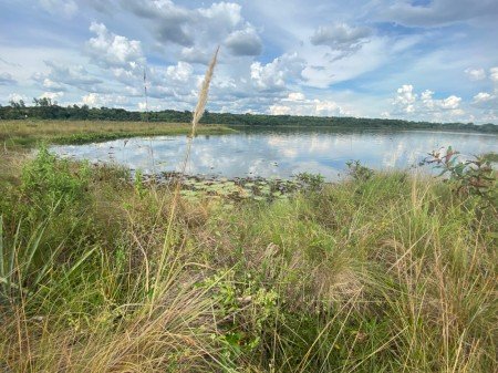 Estudo define indicadores para orientar a restauração de campos úmidos no Cerrado