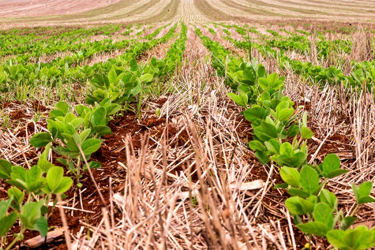 Práticas sustentáveis no agro como resposta ao desafio climático