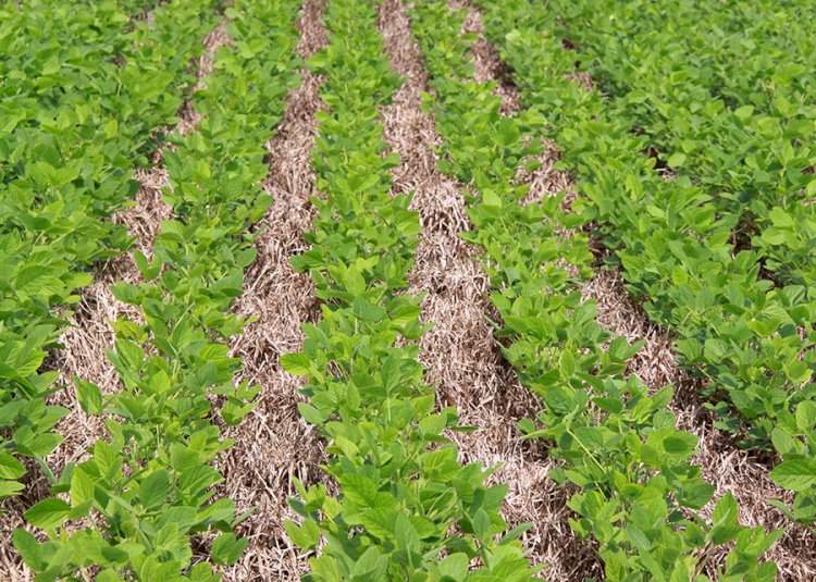 Zoneamento de risco climático e práticas conservacionistas aumentam a resiliência a El Niño forte no Cerrado