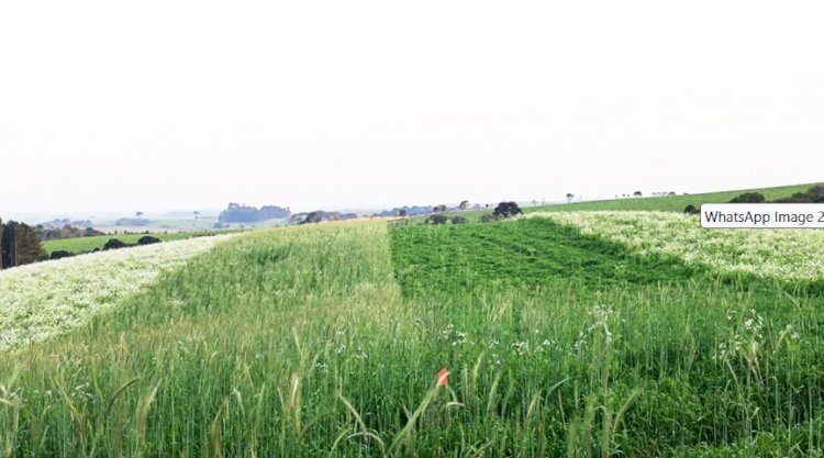 Dia de Campo sobre Sistema Plantio Direto em Curitibanos, SC