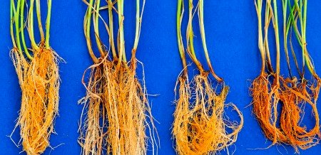 Bactérias formam ‘escudo microbiológico’ e protegem o trigo contra fungo patogênico