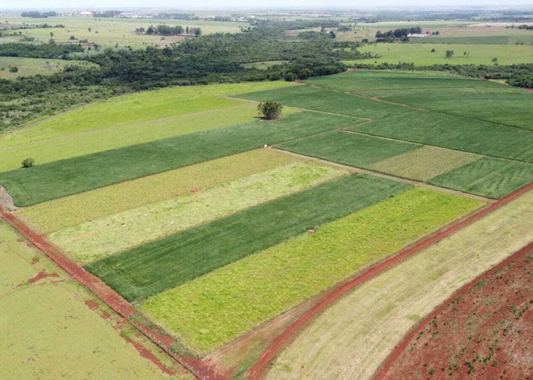 Produtividade da soja cresce acima de 11 pontos percentuais a cada avanço nos níveis de manejo do solo