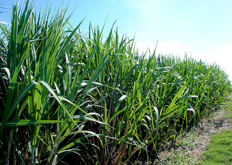 Modelo amplia em 116 vezes a estimativa do impacto de herbicidas sobre a água