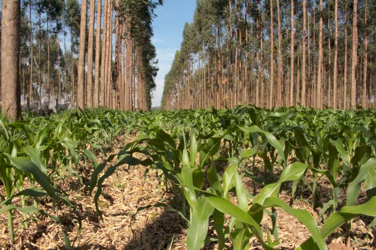 Manejo da biodiversidade no Sistema Plantio Direto